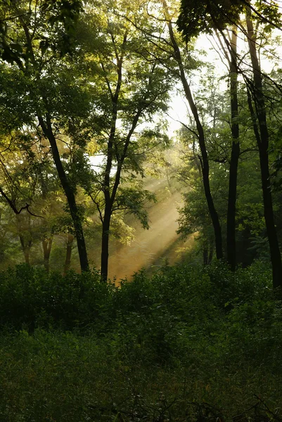 stock image Sun's rays filtering through the branches of trees