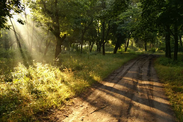 Road to the woods — Stock Photo, Image