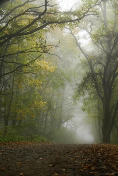 Sisli sahne — Stok fotoğraf