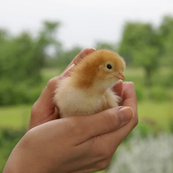Pollo pequeño — Foto de Stock
