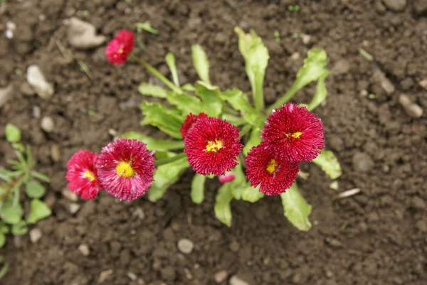 Stock image Spring flowers