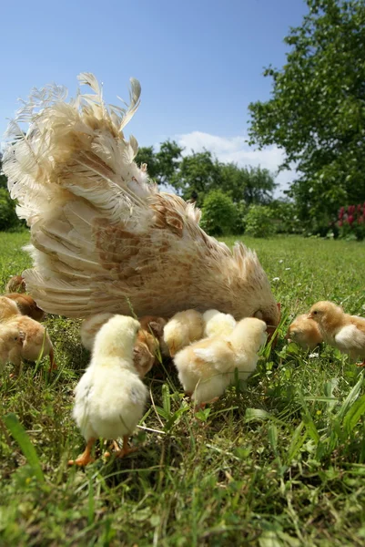 Курица учит курицу — стоковое фото