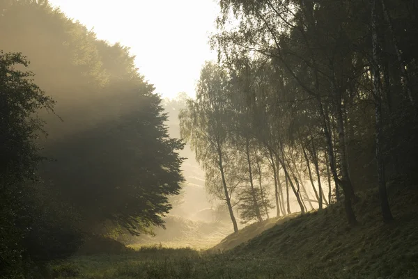Деревья и туман — стоковое фото