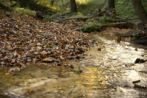 stock image Autumn forest