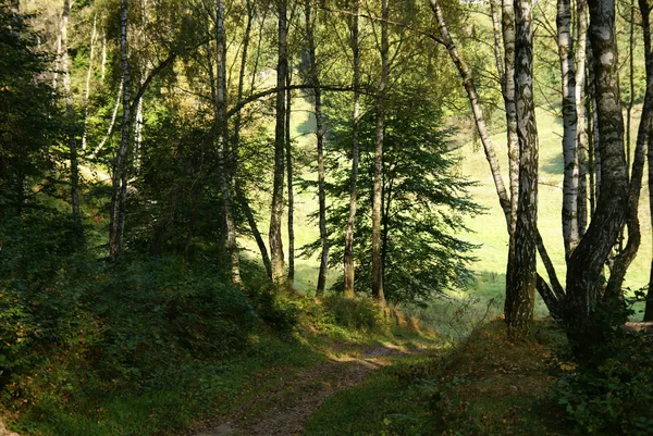 Дорога в весеннем лесу — стоковое фото
