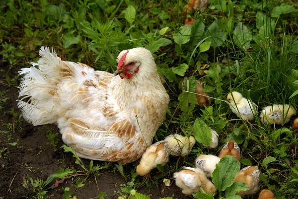 Frango com as suas galinhas — Fotografia de Stock
