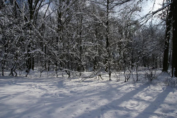 Karla kaplı park — Stok fotoğraf