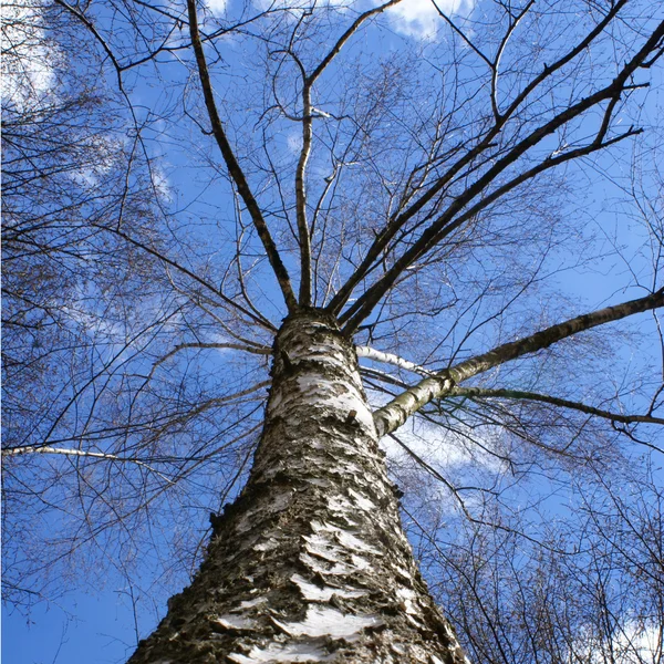 Birch trunk — Stock Photo, Image