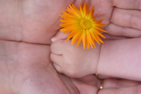 Flower in handen — Stockfoto