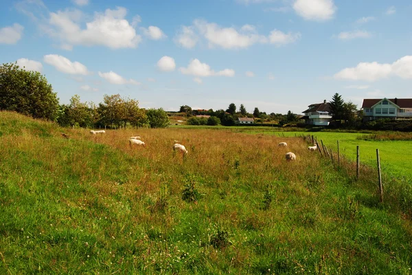 stock image Countryside with sheeps