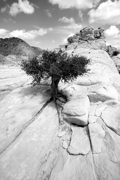 De cerca en las rocas con un pequeño árbol - Blanco y Negro —  Fotos de Stock