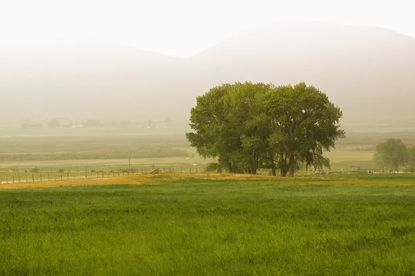 Árbol detrás de una granja — Foto de Stock
