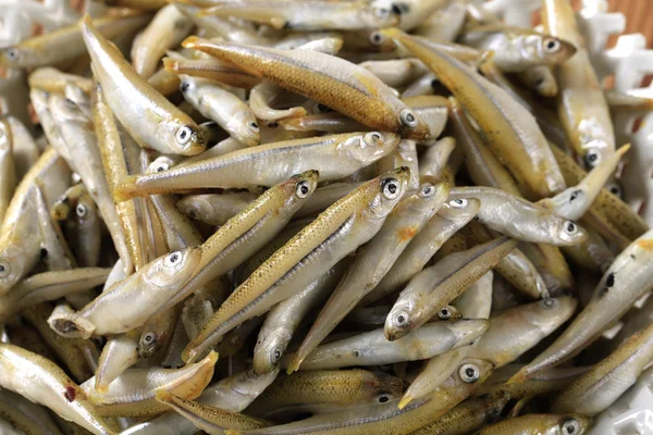 stock image Fresh anchovies