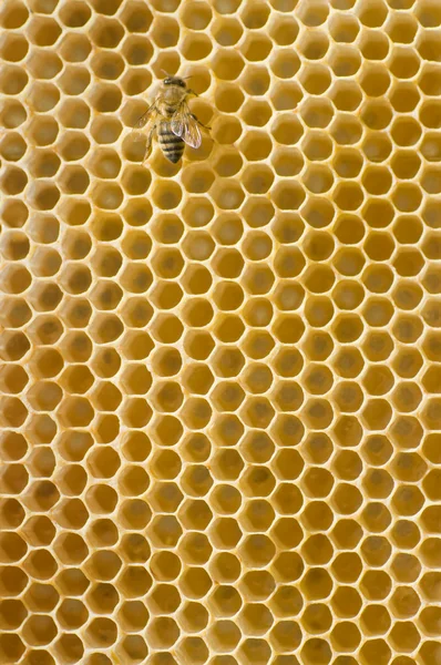 Honingbij op een kam — Stockfoto