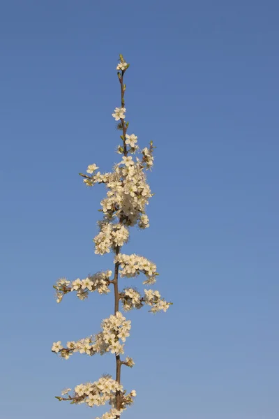 Dziki śliwkowy kwiat — Zdjęcie stockowe