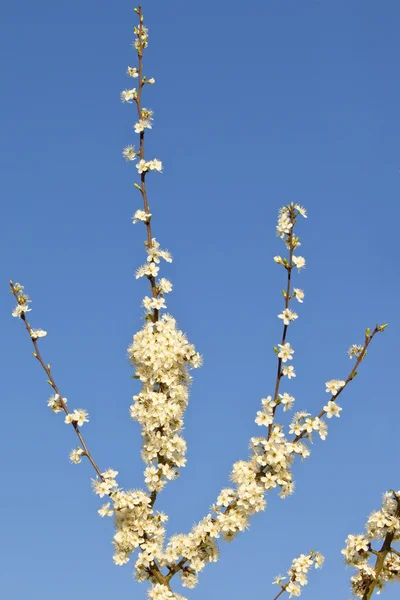 Wild plum blossom 2 — Stock Photo, Image