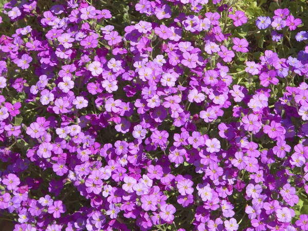 Kwiaty aubretia — Zdjęcie stockowe