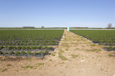 Strawberry fiels clipart