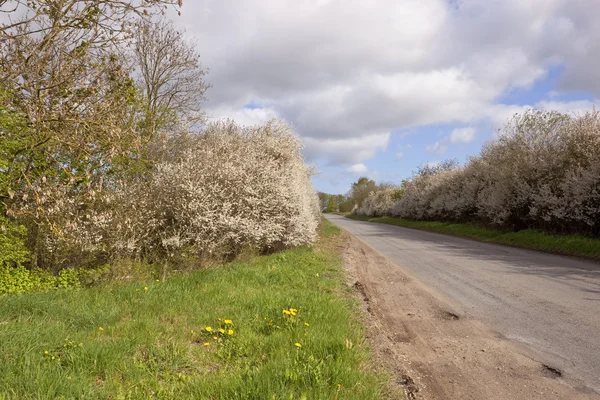 stock image Flowering hedgerows