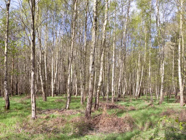 stock image Spring birchwoods