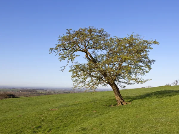Alıç ağacı — Stok fotoğraf