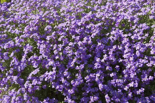 紫色の aubretia — ストック写真