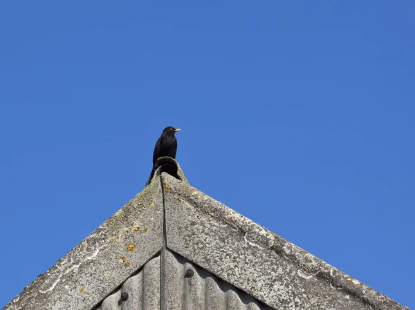 Blackbird on a roof — Stock Photo, Image
