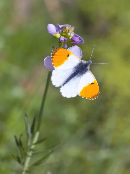 Männliche orange Spitze Schmetterling — Stockfoto