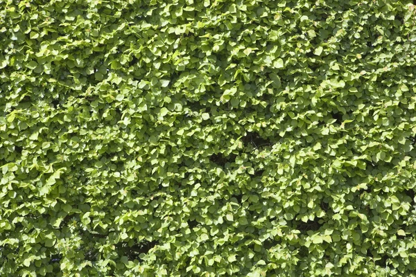 Elm hedge background — Stock Photo, Image