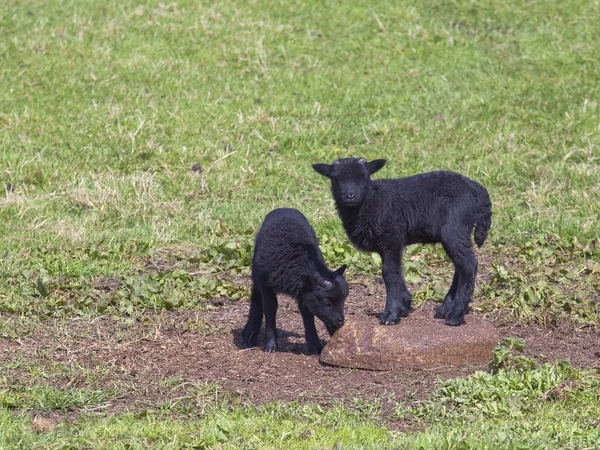 Two black lambs — Stock Photo, Image
