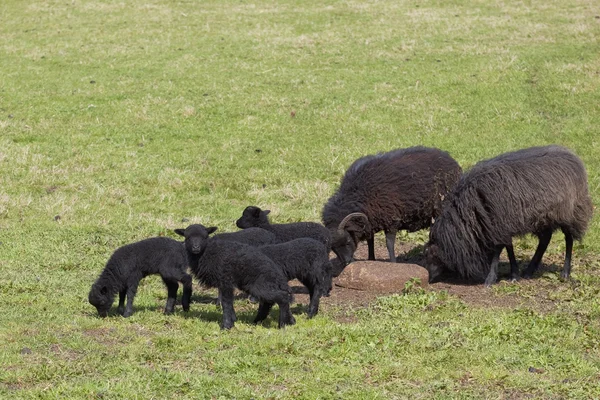 Hebridean owiec z jagniętami — Zdjęcie stockowe