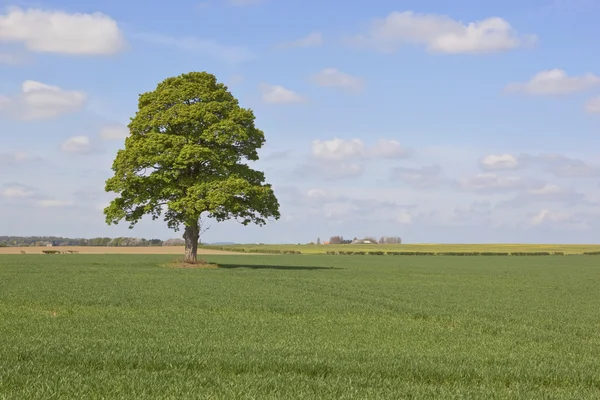 Terras agrícolas com árvore — Fotografia de Stock
