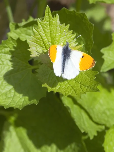 Oranjetipje vlinder — Stockfoto