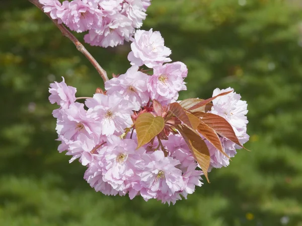 Japanska cherry blossom — Stockfoto