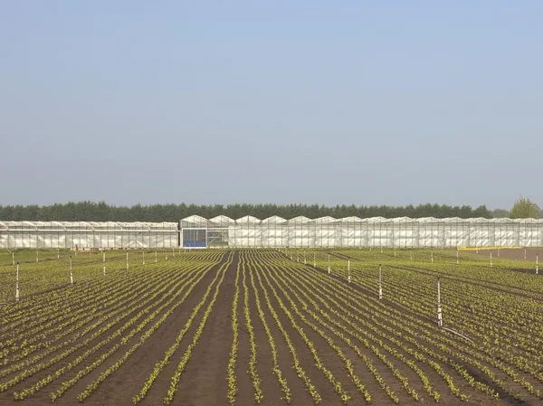 Commercial greenhouses — Stock Photo, Image