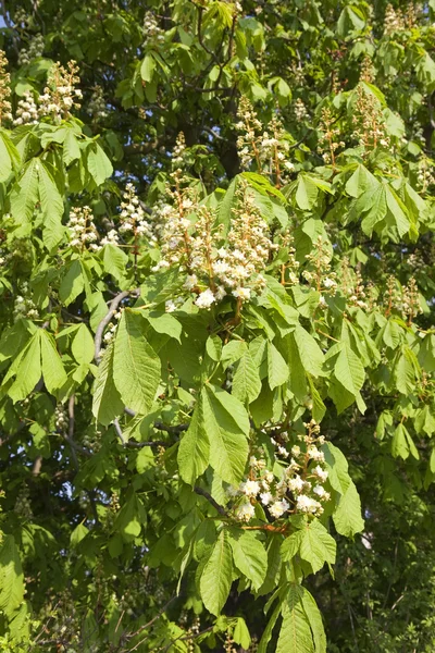 Horse chestnut flowers — Stock Photo, Image