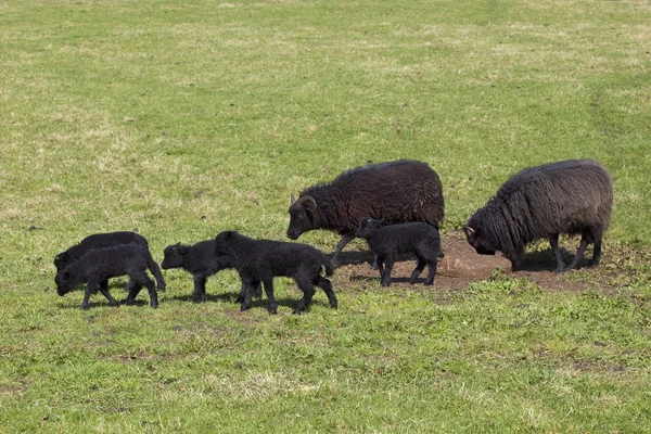 Black sheep and lambs — Stock Photo, Image