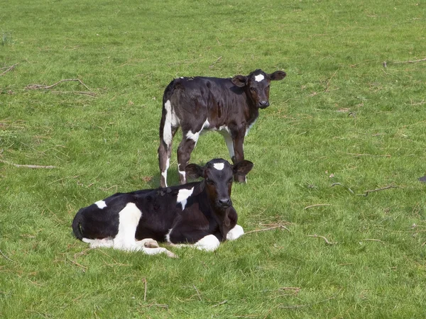 Two black and white calves — Stock Photo, Image