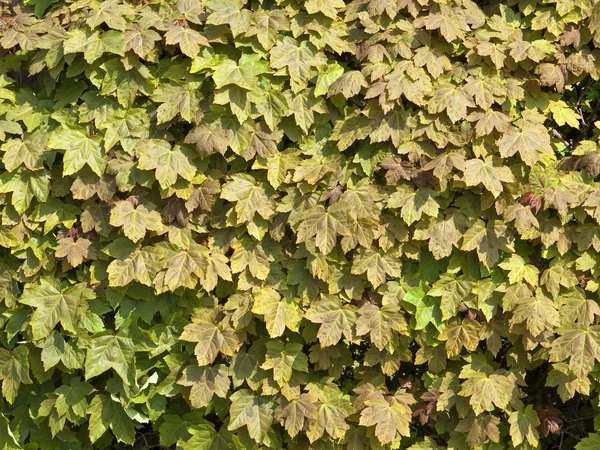 Jawor hedgingowych tło — Zdjęcie stockowe