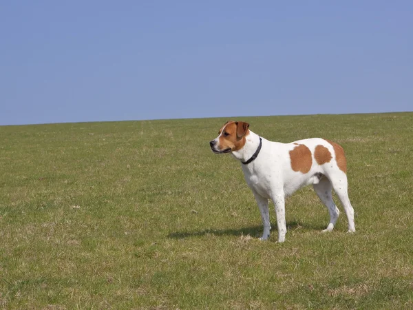 Hnědý a bílý pes — Stock fotografie