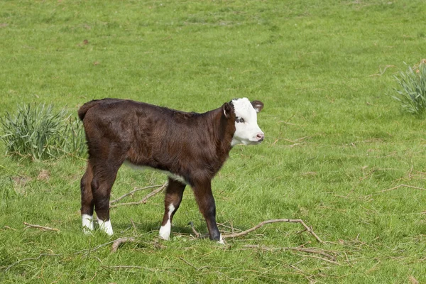 茶色と白の子牛 — ストック写真