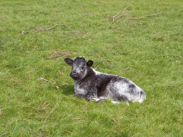 Cute baby calf — Stock Photo, Image