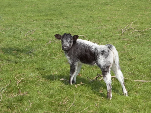 Cute baby calf 2 — Stock Photo, Image