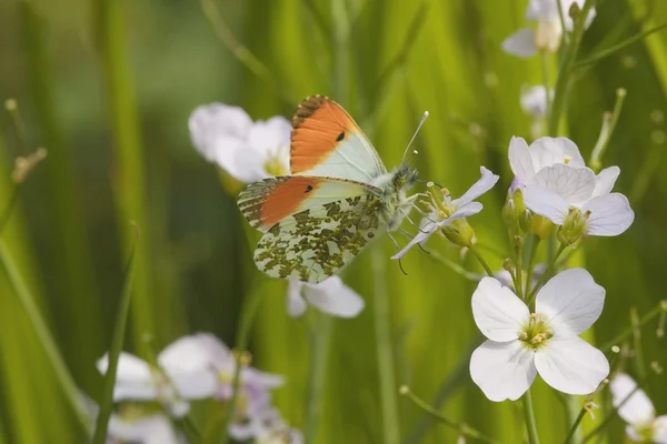 Помаранчевий наконечник метелик — стокове фото