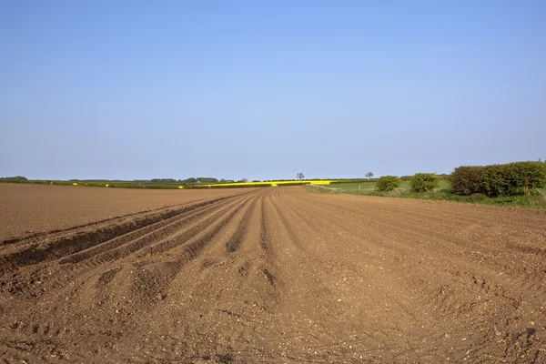 Картопляне поле під блакитним небом — стокове фото