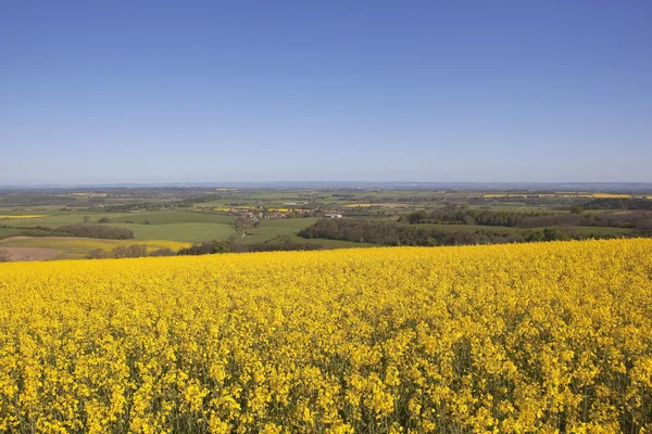 Golden springtime landscape — Stock Photo, Image