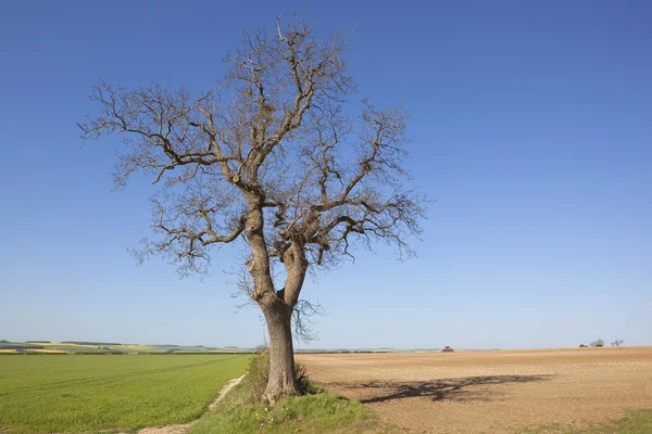 Oude ash tree — Stockfoto