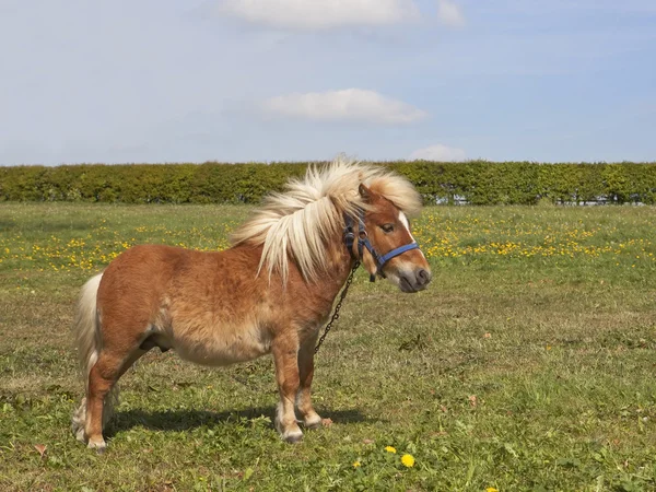 Шетландский пони — стоковое фото