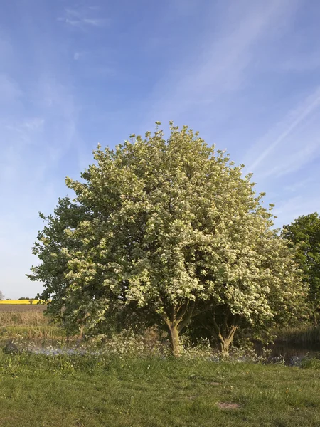 Prostřední strom — Stock fotografie