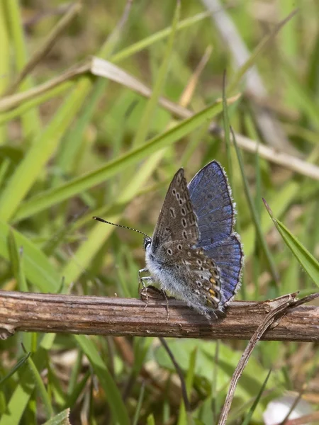 Gewöhnlicher Blauer Schmetterling — Stockfoto